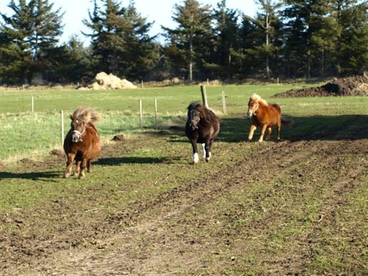 Shetlænder Mosbækmindes Tonja. SOLGT! - juhuu!!! billede 2