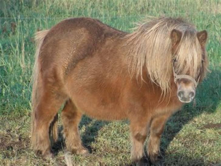 Shetlænder Mosbækmindes Tonja. SOLGT! - bare Tonja billede 5