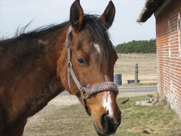 Arasier Kana-død<33 - nyt billede- påakeferien  billede 12