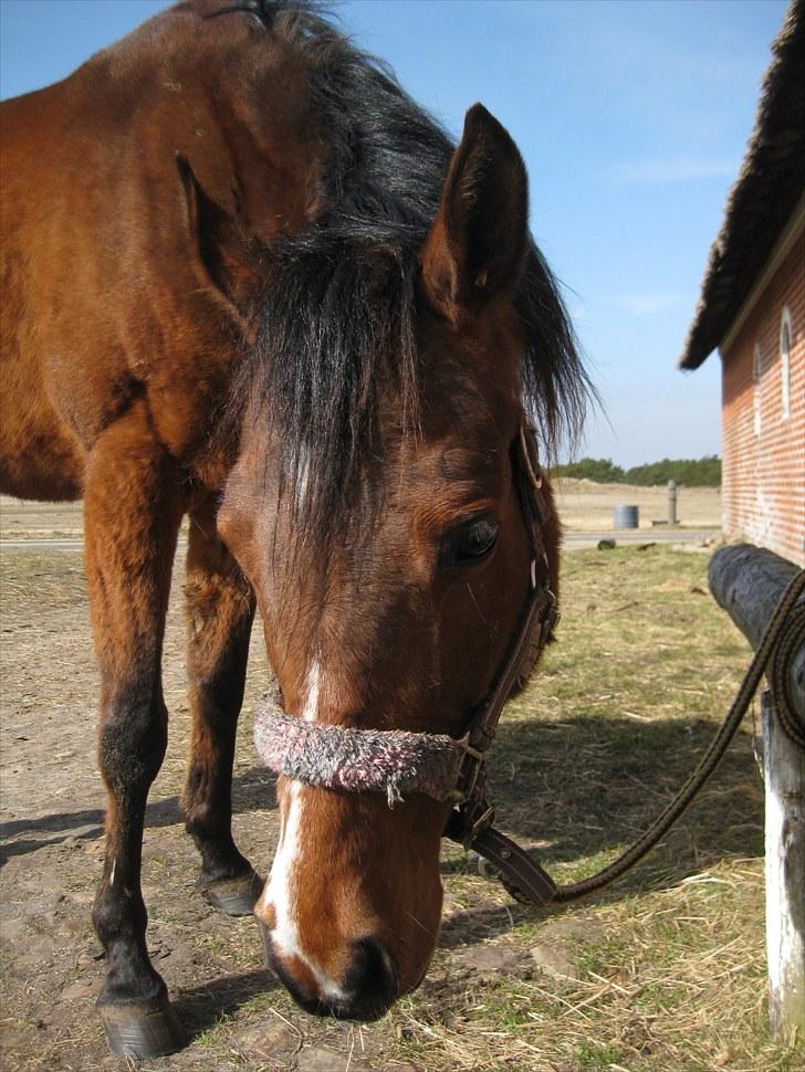 Arasier Kana-død<33 - nyt billede påsken :) billede 13