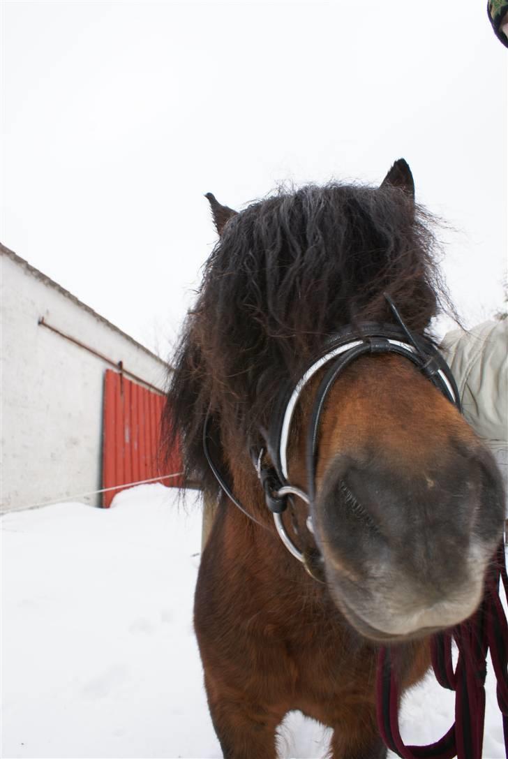 Anden særlig race Nørre Eskær´s Rambler - Første vinter som vallark.. Vinter 2010 billede 4