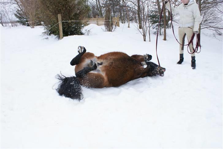 Anden særlig race Nørre Eskær´s Rambler - HeHeHe Han elsker et dejlig koldt sne bad.. Vinteren 2010 billede 5