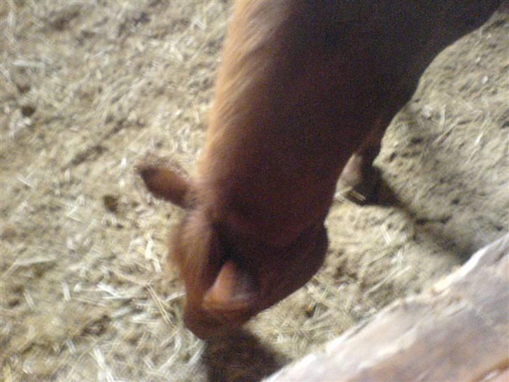 Anden særlig race Fanta *SOLGT :'(*  - Mums mad Hmm det smager godt :D <3 billede 5