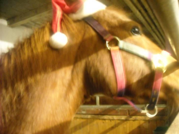 Anden særlig race Fanta *SOLGT :'(*  - Nu er det jul igen, og nu det jul igen........ O.s.v <3 billede 10