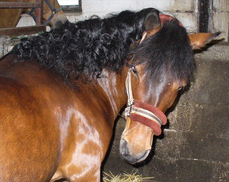 Anden særlig race Mia Maia - VELKOMMEN håber at du nyder turen rundt om mig:) (efter "stævnet" hvor hun havde rosenknupper) billede 1