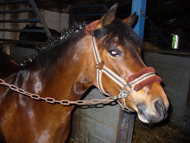 Anden særlig race Mia Maia - Mia Maia inden "stævnet" med rosenknupper billede 2
