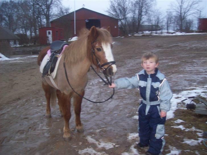 Anden særlig race dixie  billede 8