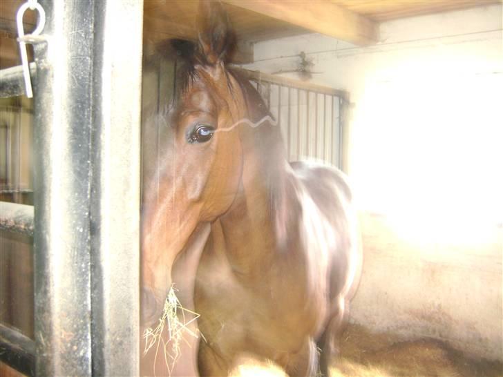 Traver Gardian Angel - Gardian -07/08 billede 11