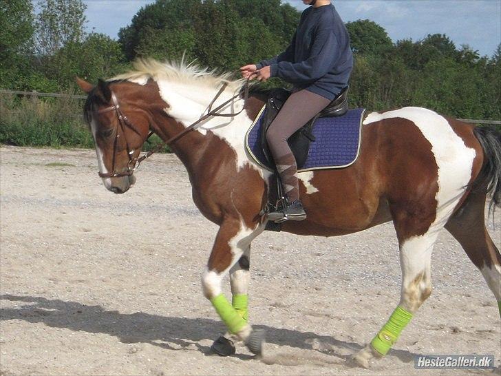 Pinto Elmegårdens Isak SOLGT - Hansenberg, foto : Sofie Anemone billede 4