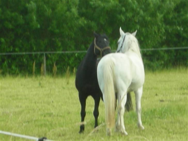 Anden særlig race Faxi billede 9