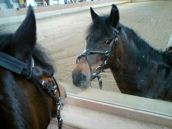 New Forest Angelique<3 R.I.P  - prinsessen:) billede 19