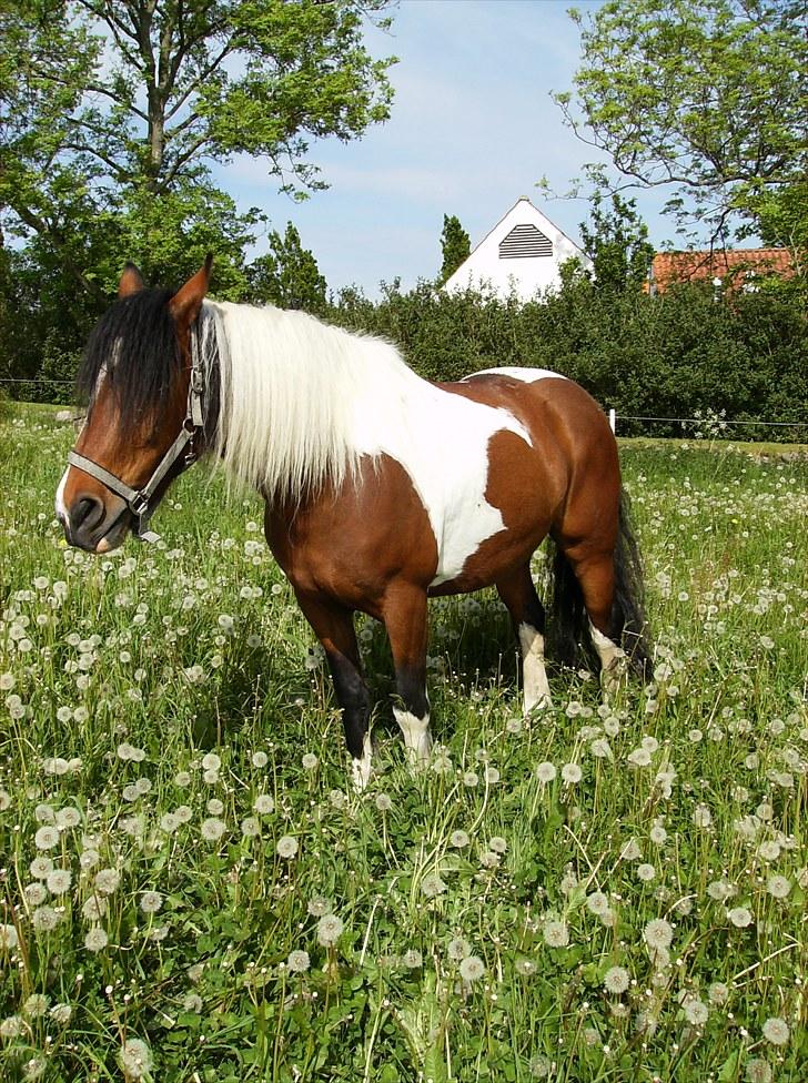 Anden særlig race Balou billede 19