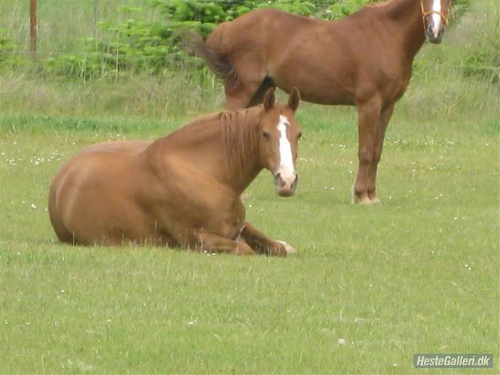 Hollandsk Sportspony Chantelle † miss you † - 13) ZZZzzzZZZzzzZZzz | Foto: MC takk (; | billede 13