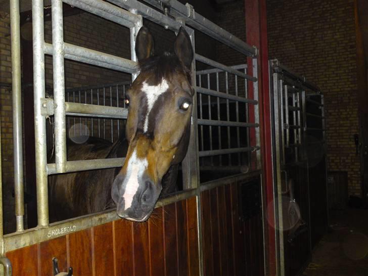 Dansk Varmblod Alamit billede 6