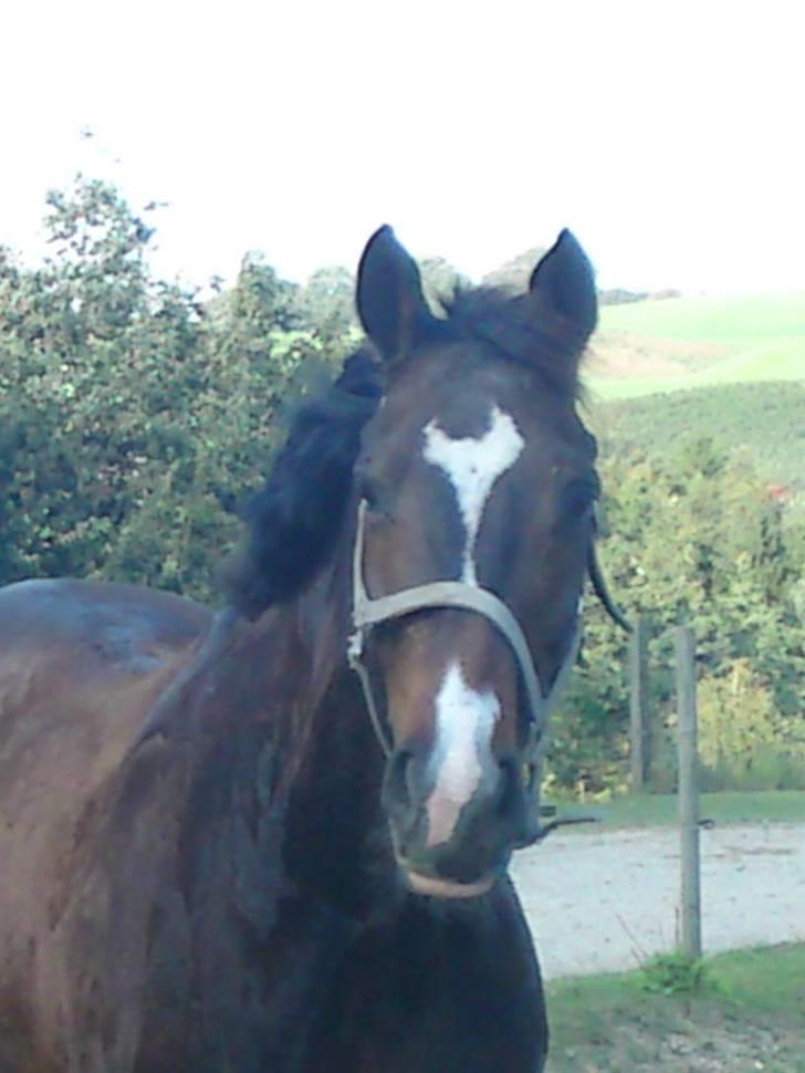 Dansk Varmblod Alamit billede 7