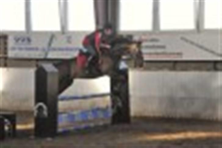 Dansk Varmblod Alamit billede 8