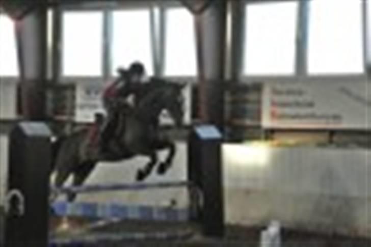 Dansk Varmblod Alamit billede 9