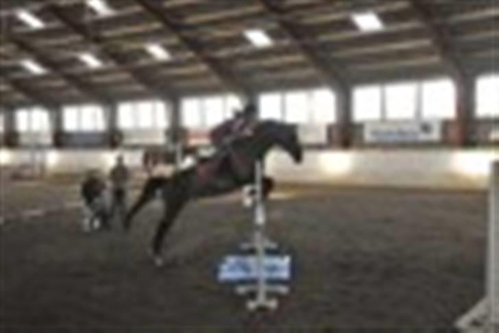 Dansk Varmblod Alamit billede 10