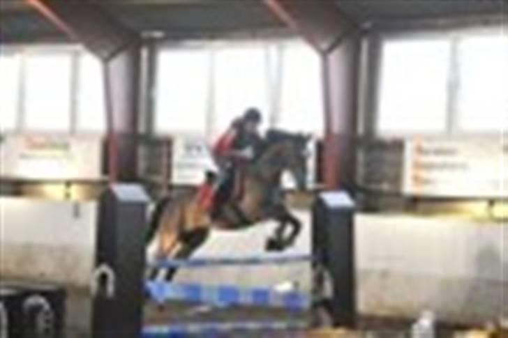 Dansk Varmblod Alamit billede 11