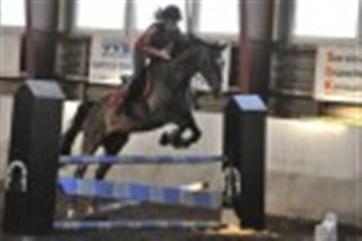 Dansk Varmblod Alamit billede 13