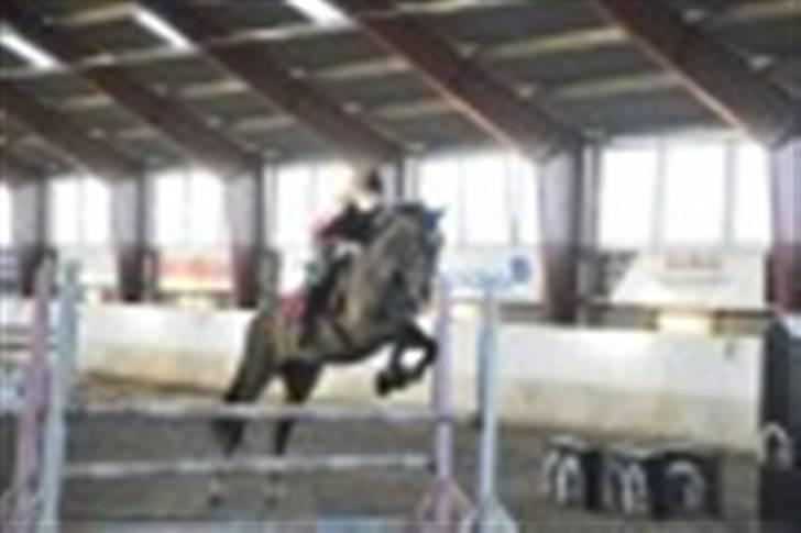 Dansk Varmblod Alamit billede 14