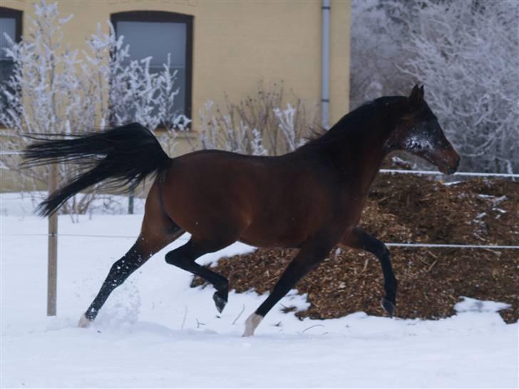 Arabisk fuldblod (OX) Prosper - Foto Azraff Arabians billede 16