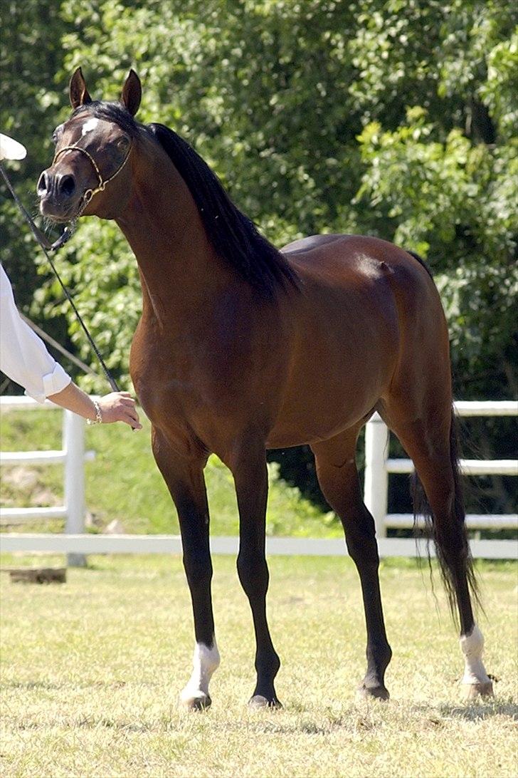 Arabisk fuldblod (OX) Prosper - Fotograf: Julie Agersten billede 17
