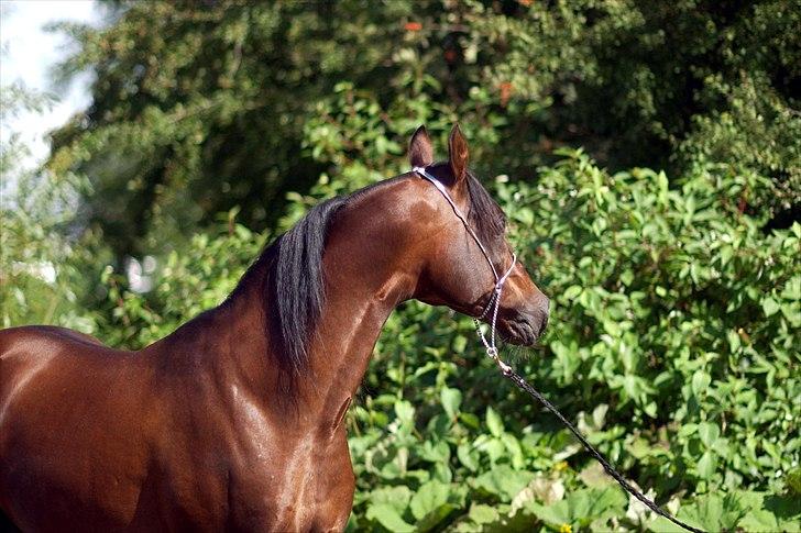 Arabisk fuldblod (OX) Prosper - Fotograf: Julie Agersten billede 18