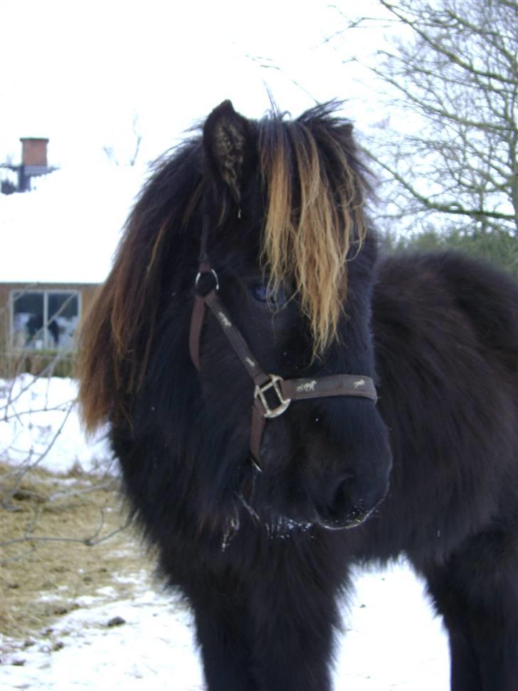 Islænder Sindri fra Knøsgården billede 1