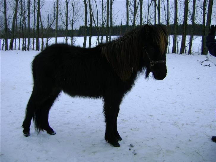 Islænder Sindri fra Knøsgården billede 2