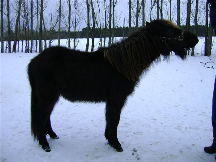 Islænder Sindri fra Knøsgården billede 3