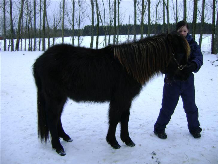 Islænder Sindri fra Knøsgården billede 4