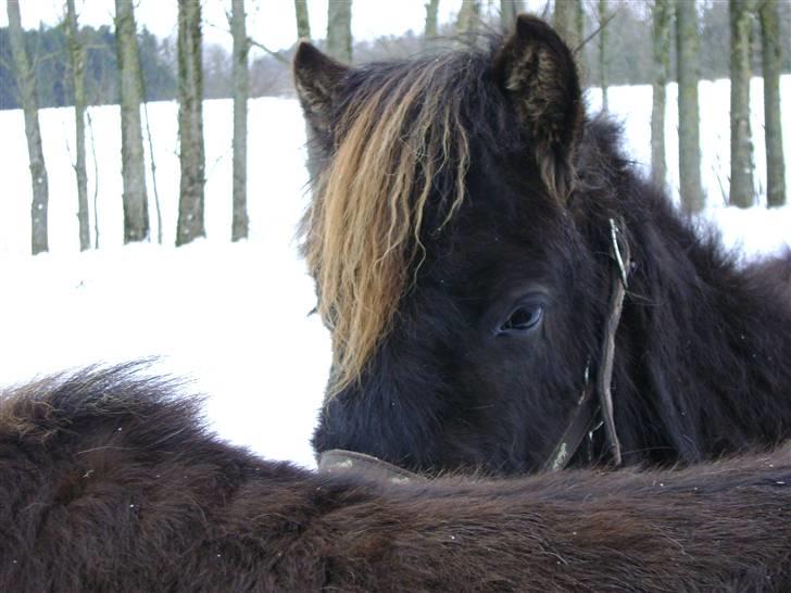 Islænder Sindri fra Knøsgården billede 5