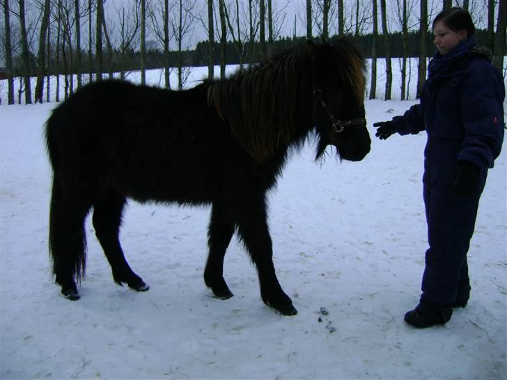 Islænder Sindri fra Knøsgården billede 6