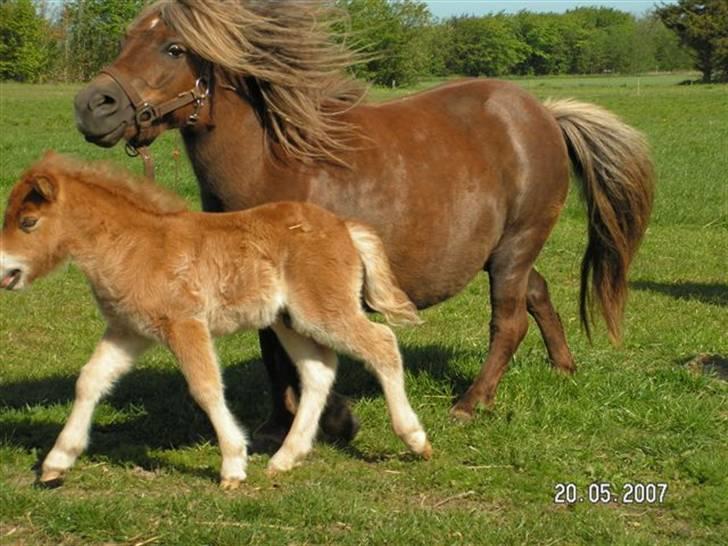 Shetlænder Mosbækmindes Tonja. SOLGT! billede 6