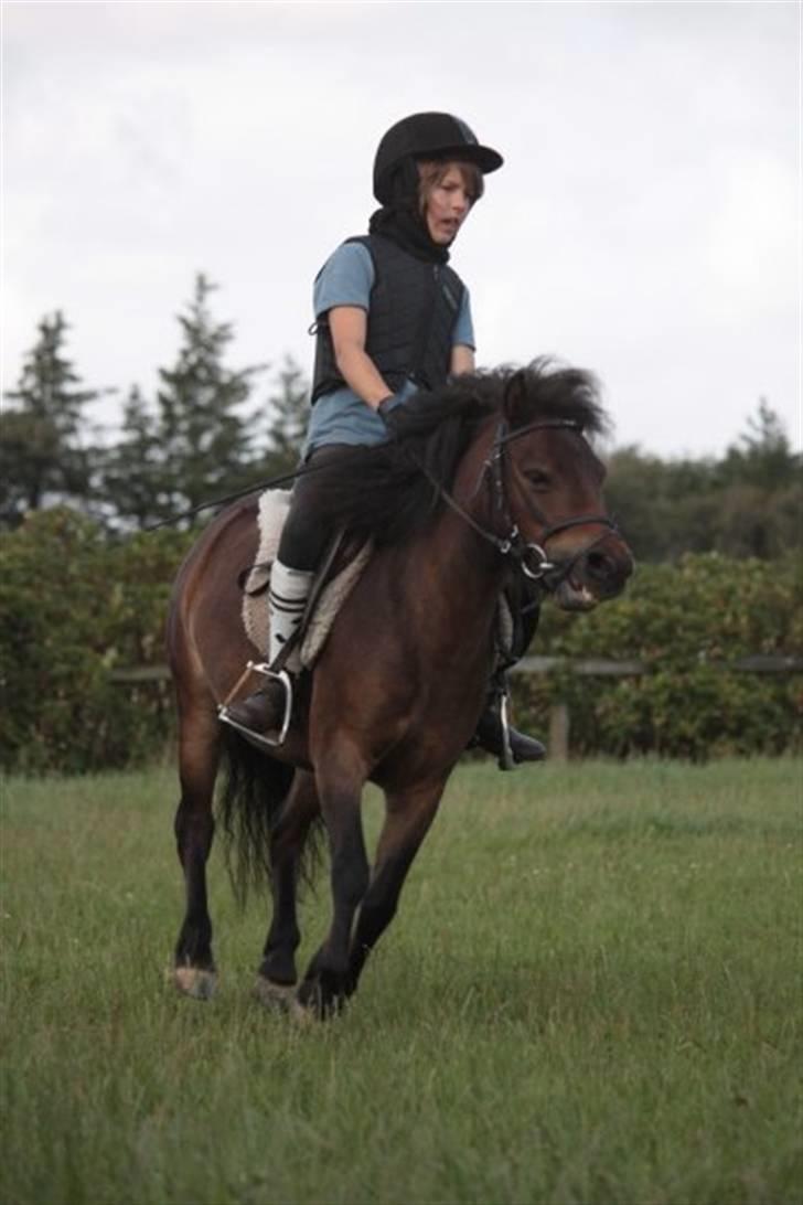 Anden særlig race Musse - Rideskole pony - Mig og Musse - Let spring. Foto : Ida Dalgaard billede 17