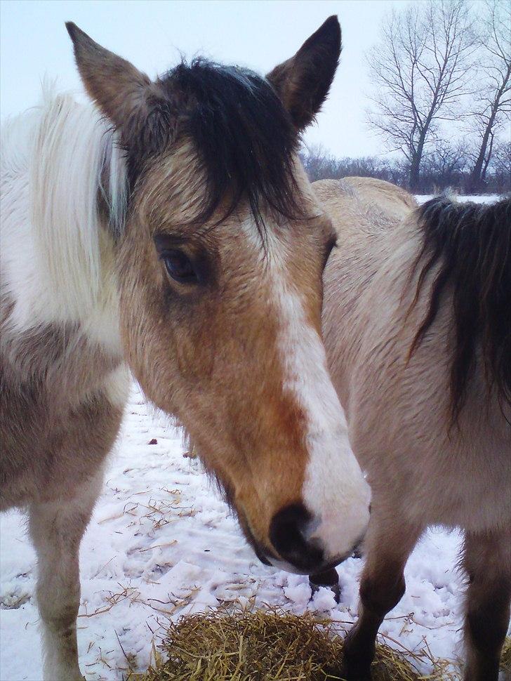 Anden særlig race Sille - Så tøede sneen :P Foto: Mig billede 9