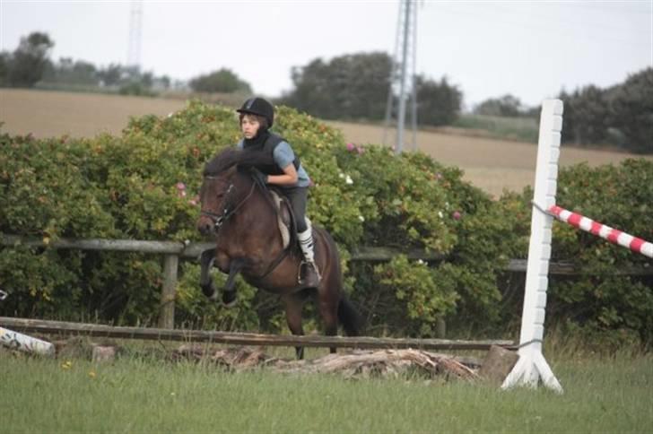 Anden særlig race Musse - Rideskole pony - Mig og Musse - Let spring. Foto : Ida Dalgaard  billede 18