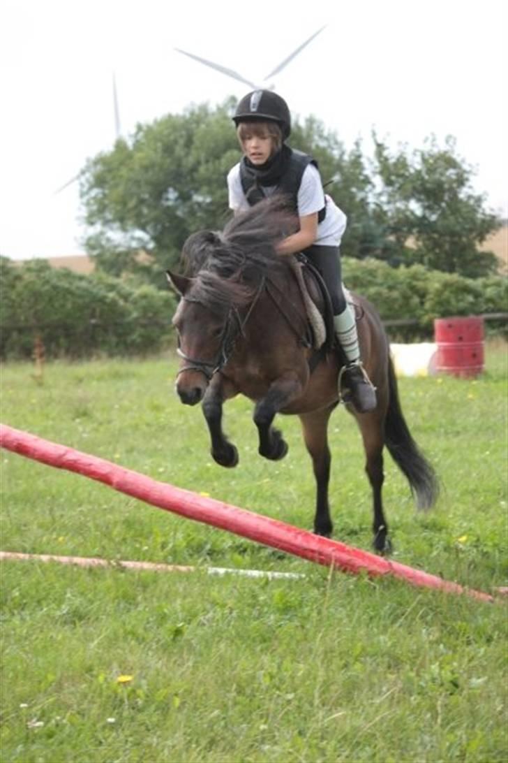 Anden særlig race Musse - Rideskole pony - Mig og Musse - Let spring. Foto. Ida Dalgaard  billede 20