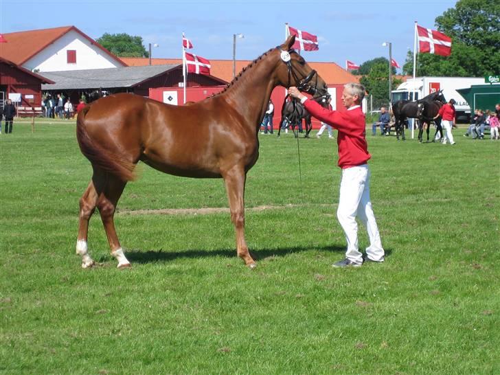 Dansk Varmblod felia.. - til dyreskuet der er hun 2 år.. billede 12