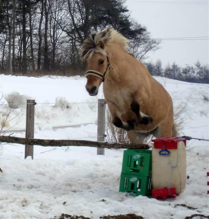 Fjordhest mille billede 17