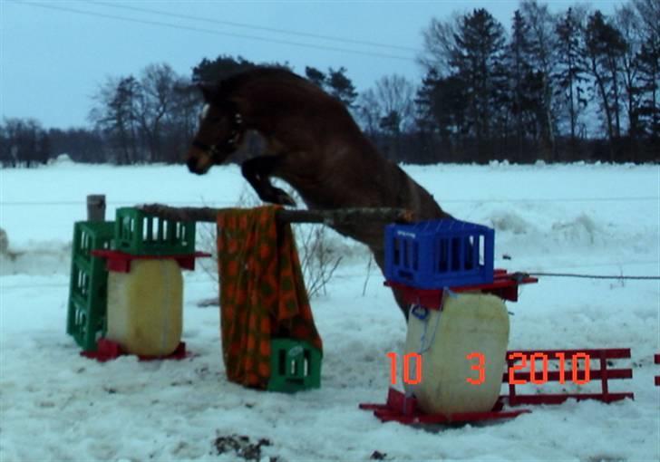 Anden særlig race Hedins anna-bella (solgt) billede 18