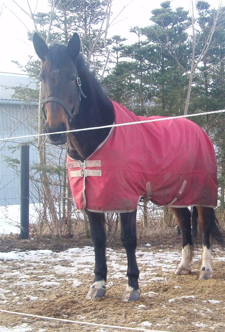 Anden særlig race Ronja - savnes )-'; - Ronja på fold<3 billede 12