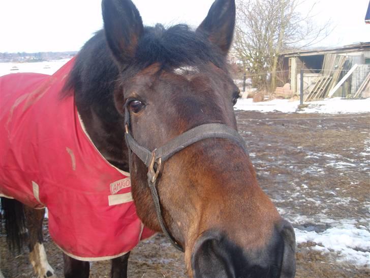 Anden særlig race Ronja - savnes )-'; - Hvaaa´ skal jeg lige komme lidt tættere på kameraet?? (; billede 13