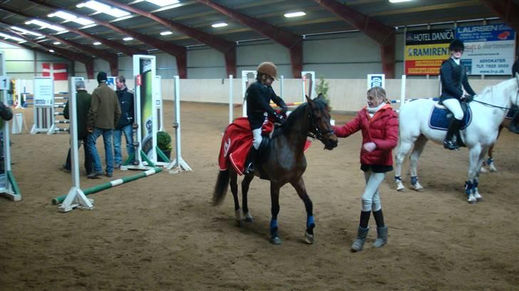 Hollandsk Sportspony Sylvia - her får jeg vinder dækken billede 1