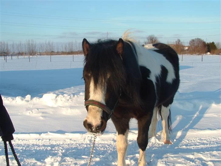Anden særlig race Tonto billede 1