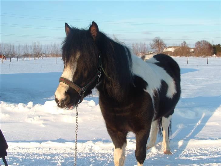Anden særlig race Tonto billede 2