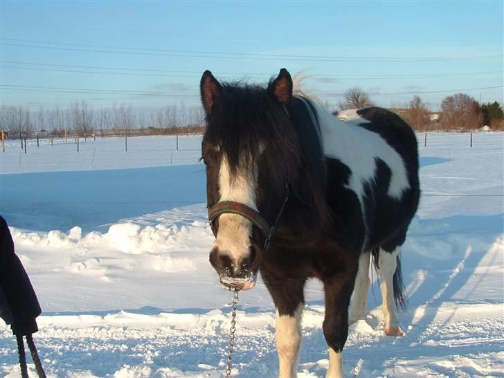 Anden særlig race Tonto billede 3