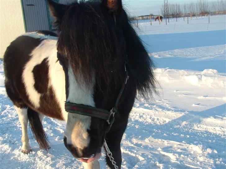 Anden særlig race Tonto billede 7