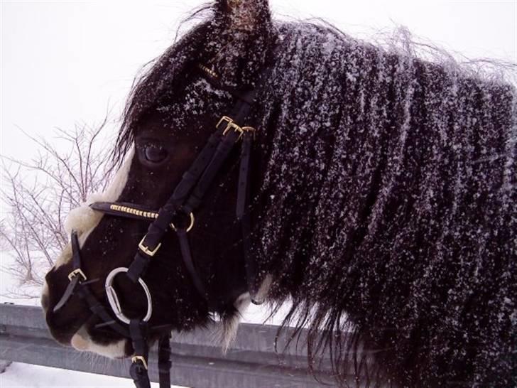 Anden særlig race Tonto billede 8